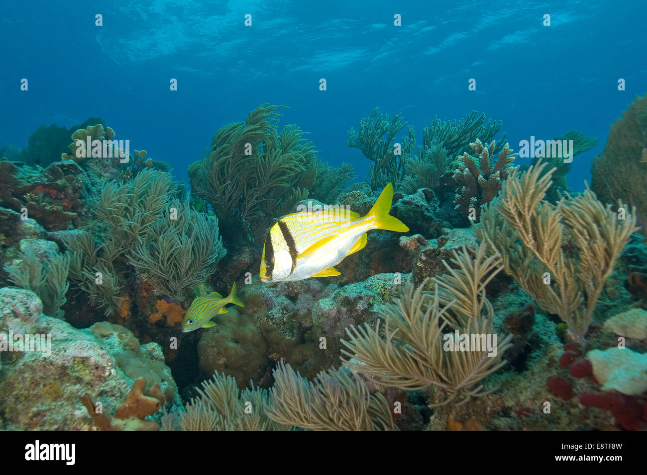 Tropical fish Coral reef at Florida Keys Stock Photo