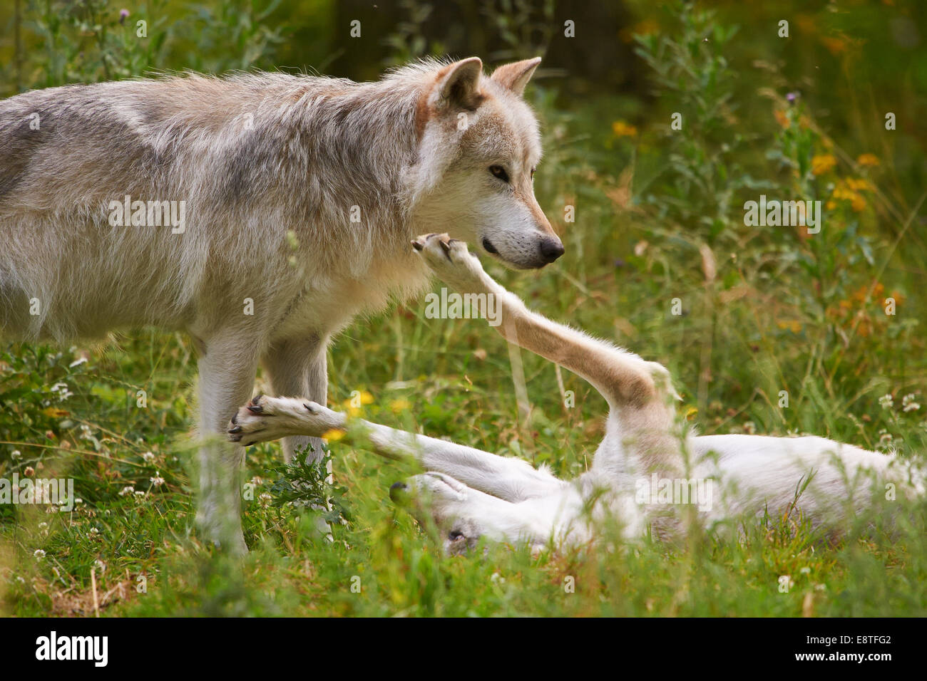 The gray wolf or grey wolf (Canis lupus) playing Stock Photo - Alamy