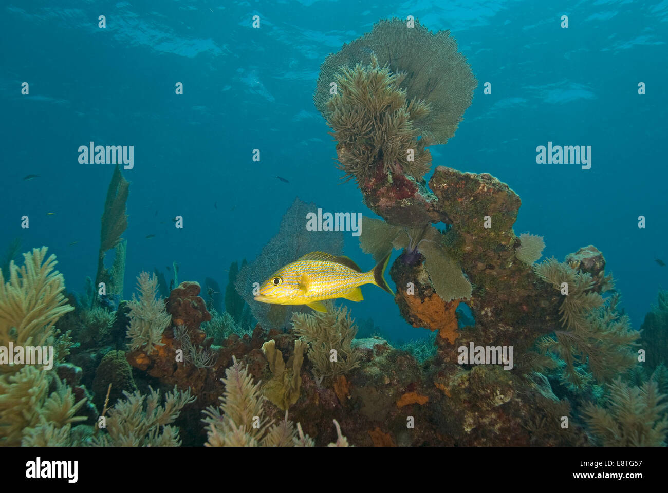 Grunt swimming at Key Largo, Florida coral reef Stock Photo Alamy