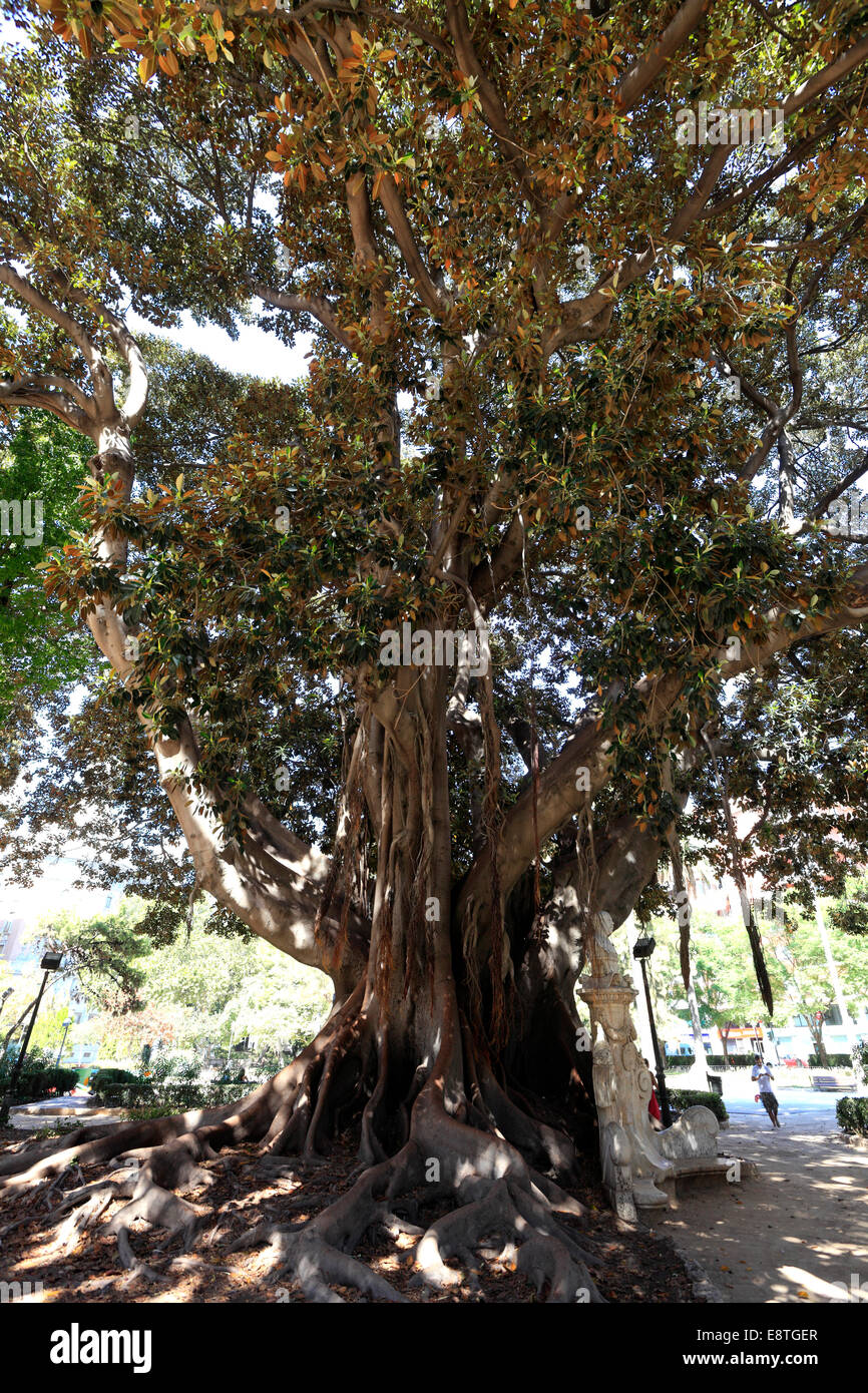 The Strangler Tree, Moreton Bay Fig tree, (Ficus macrophylla), Valencia City, Spain, Europe Stock Photo