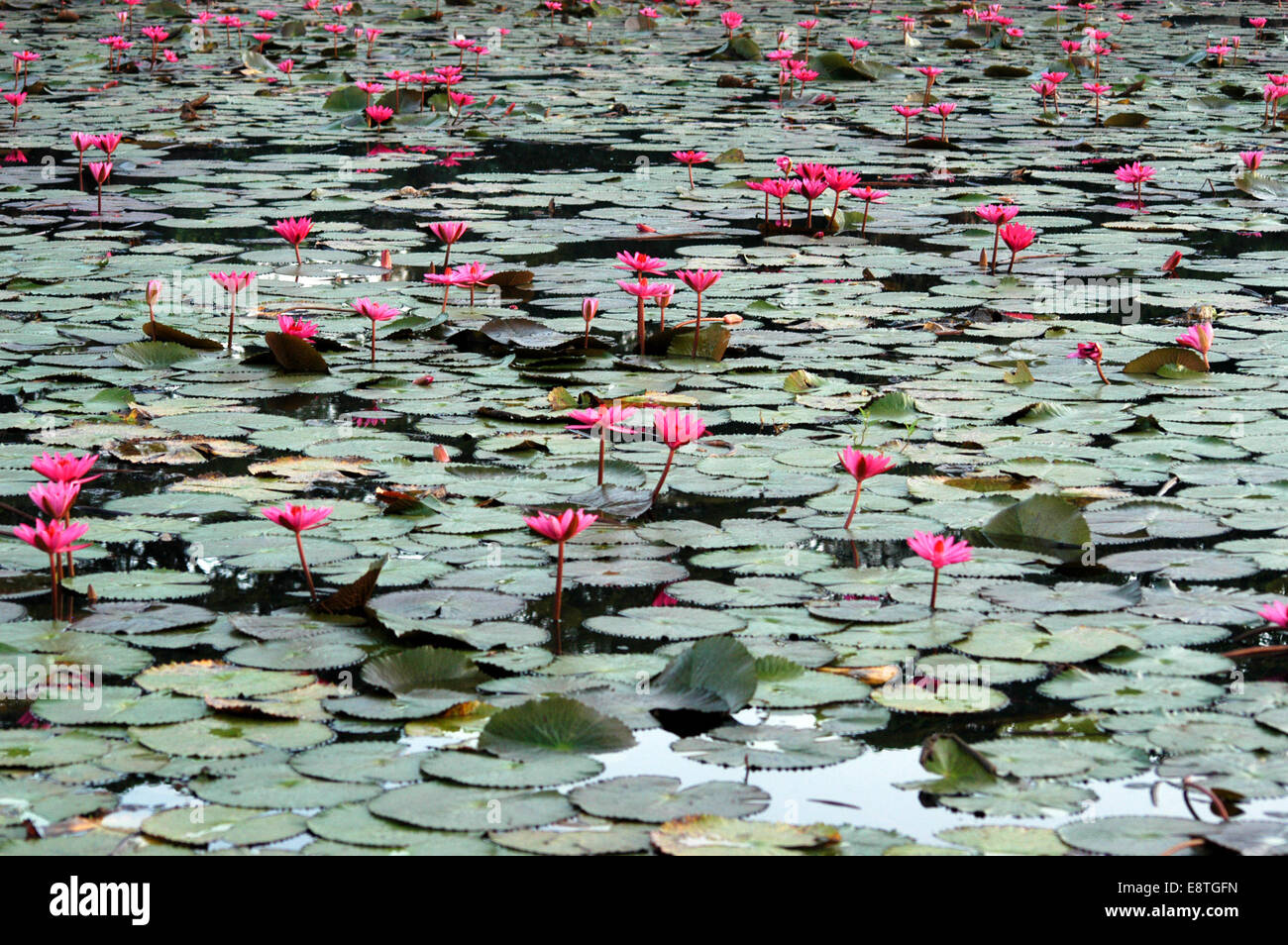 East asia pattern hi-res stock photography and images - Alamy