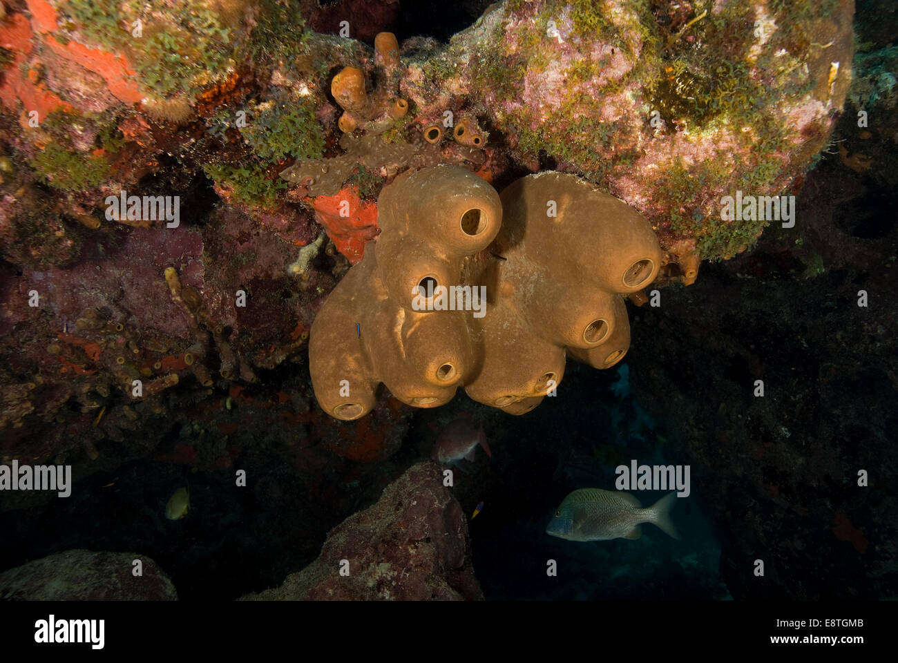 Underwater sea sponge at Key Largo, Florida cave Stock Photo Alamy