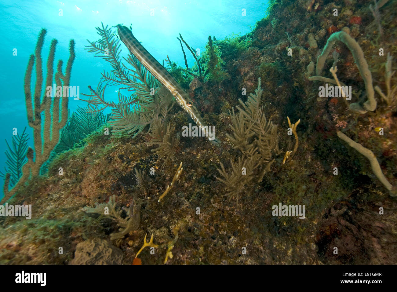 Underwater trumpet fish at Key Largo, Florida coral reef Stock Photo