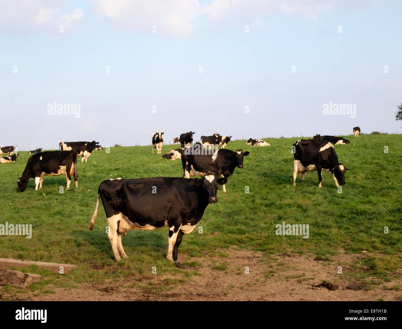 Field of Holstein Friesians Cows, Dorset, UK Stock Photo - Alamy