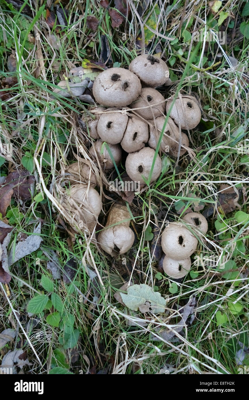 Common puff-balls, devil's tobacco pouch, devil's snuff-box, Lycoperdon perlatum group of fruiting bodies after expending spores Stock Photo