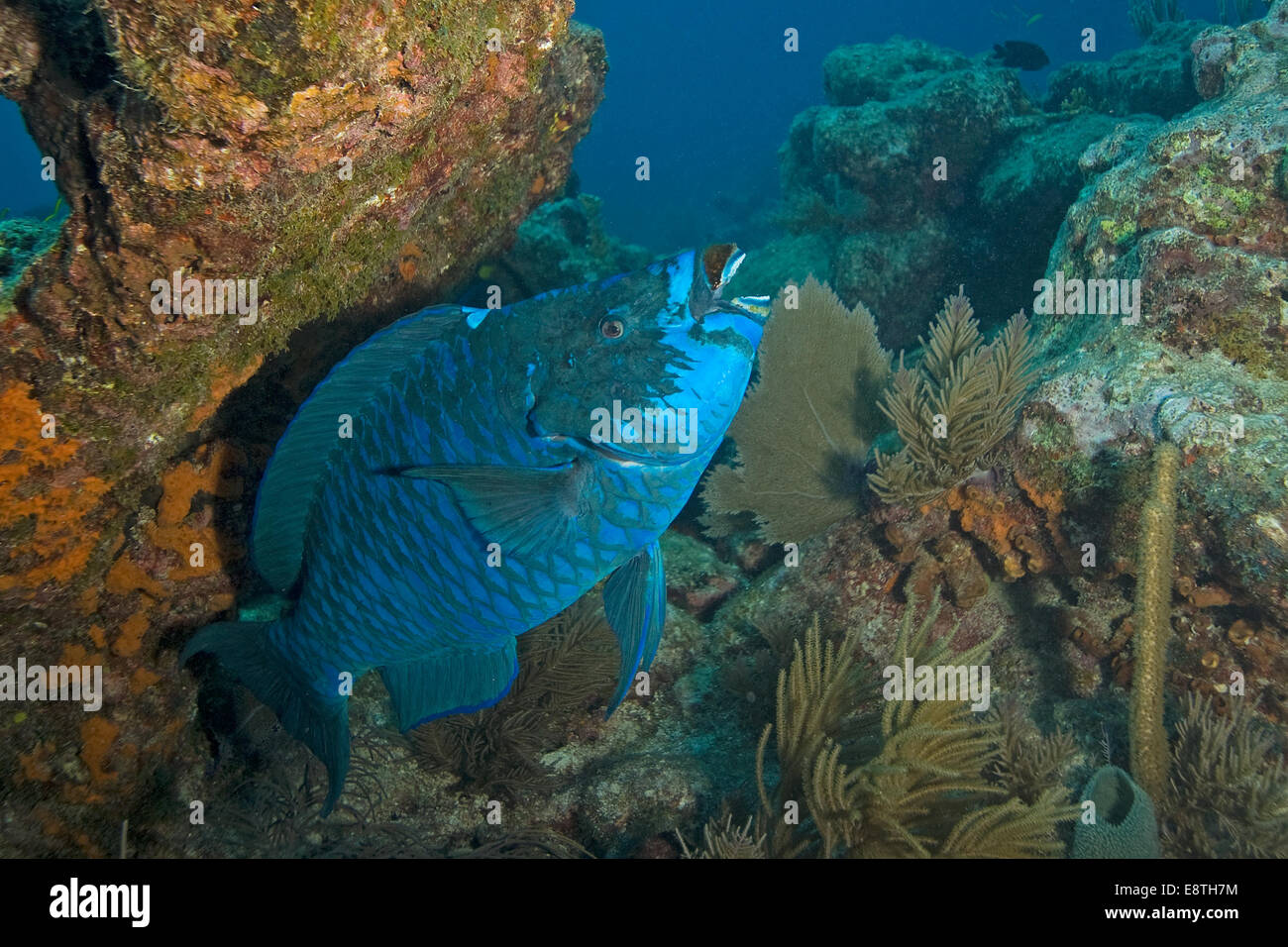 Underwater blue parrot fish at coral reef cleaning station Key Largo, Florida Stock Photo