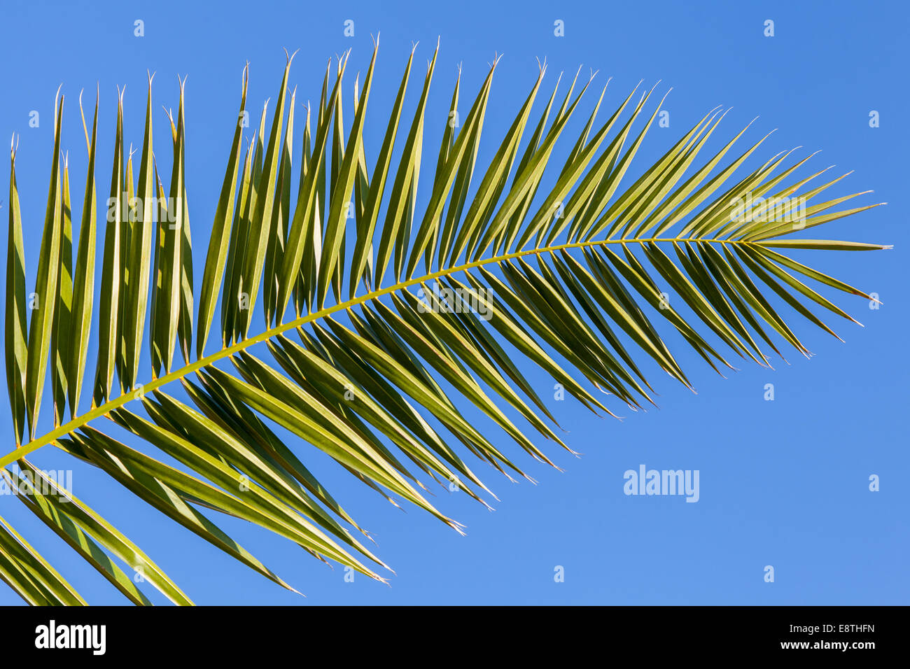 Palm tree leaf on clear blue sky background Stock Photo