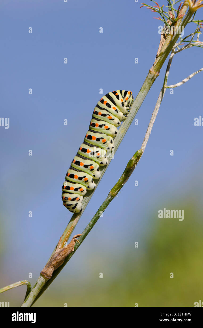 Caterpillar of a Common yellow swallowtail, Papilio machaon, butterfly. Andalusia, Spain. Stock Photo