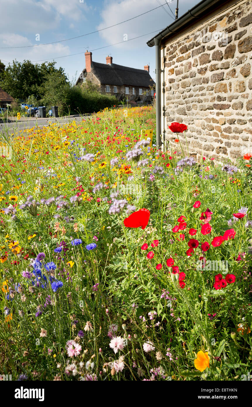 Wild flower mixture sown and grown in a village roadside in Wiltshire UK Stock Photo