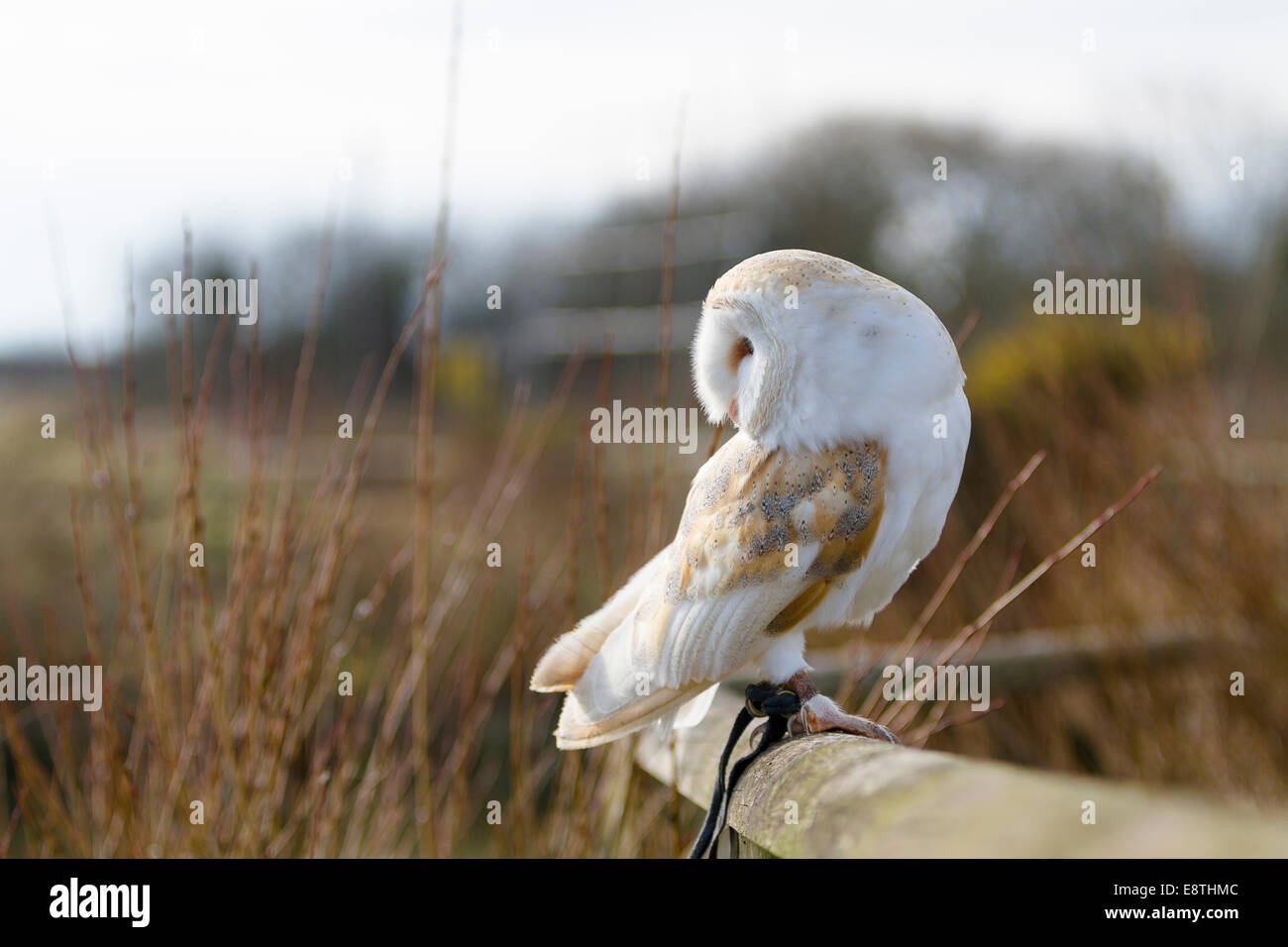 Barn Owl, Tyto alba, Captive, Cornwall, Uk Stock Photo