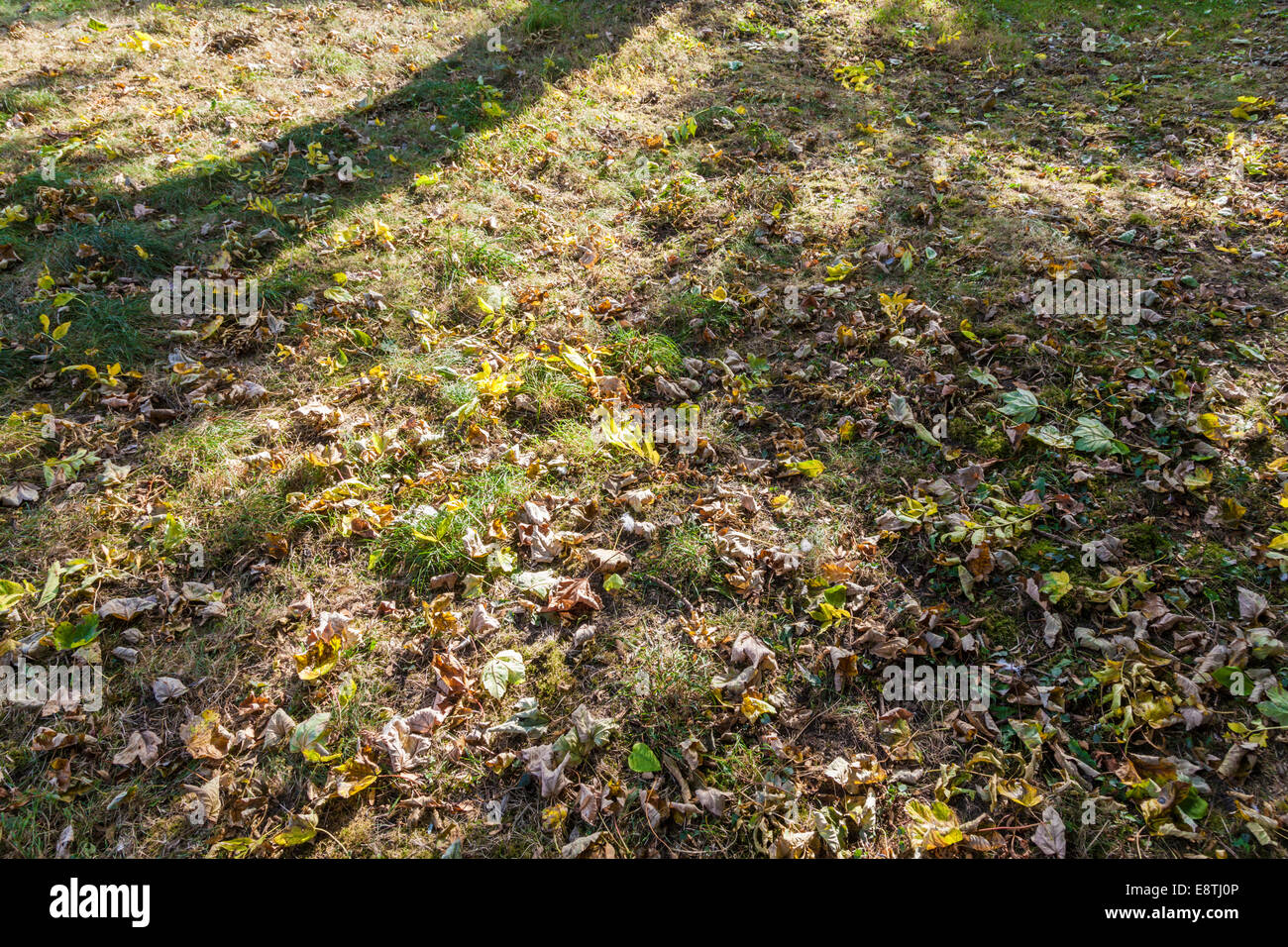 Dead leaves, sunlight and the shadow of a tree on grass during Autumn, England, UK Stock Photo