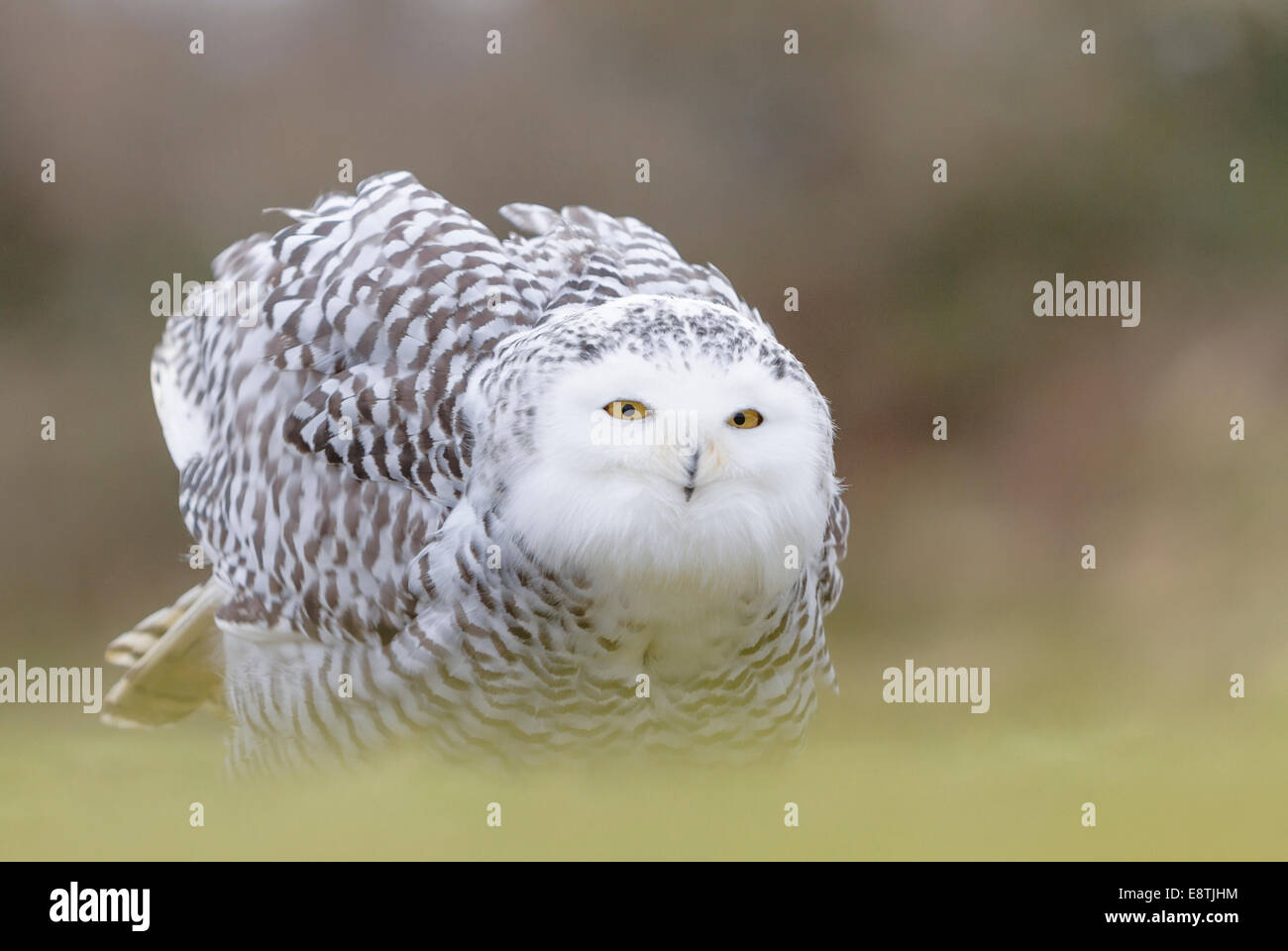 Snowy Owl, Bubo scandiacus, Captive, Winter, Cornwall, Uk Stock Photo