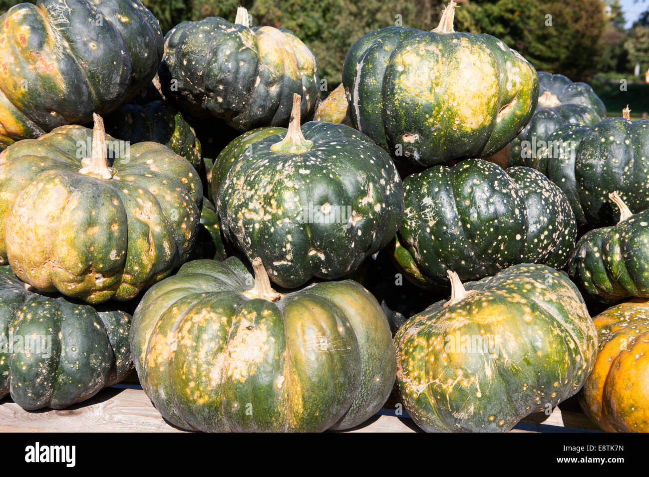 musk pumpkin (Cucurbita moschata), Muskat de Provence, Muskatkürbis, Moschus-Kürbis (Cucurbita moschata) Stock Photo