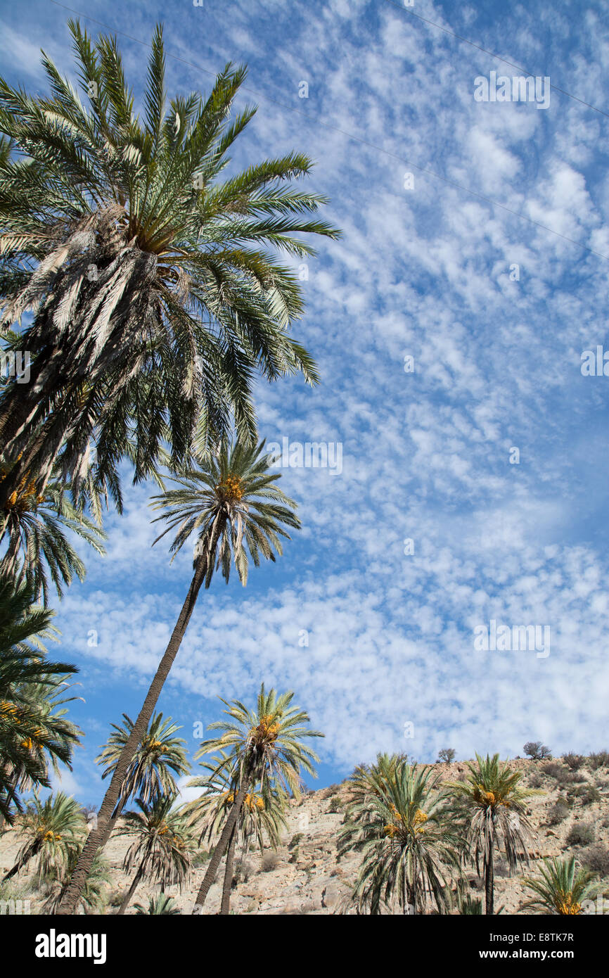 A view skywards from an 'oasis' in the Anti Atlas Mountains.  Agadir, Morocco Stock Photo