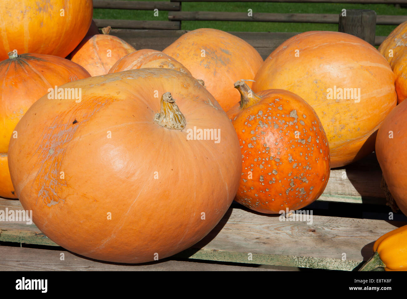 jaune vif d'Etampes Pumpkin, Squash variety, Yellow Hundredweight, Stock Photo