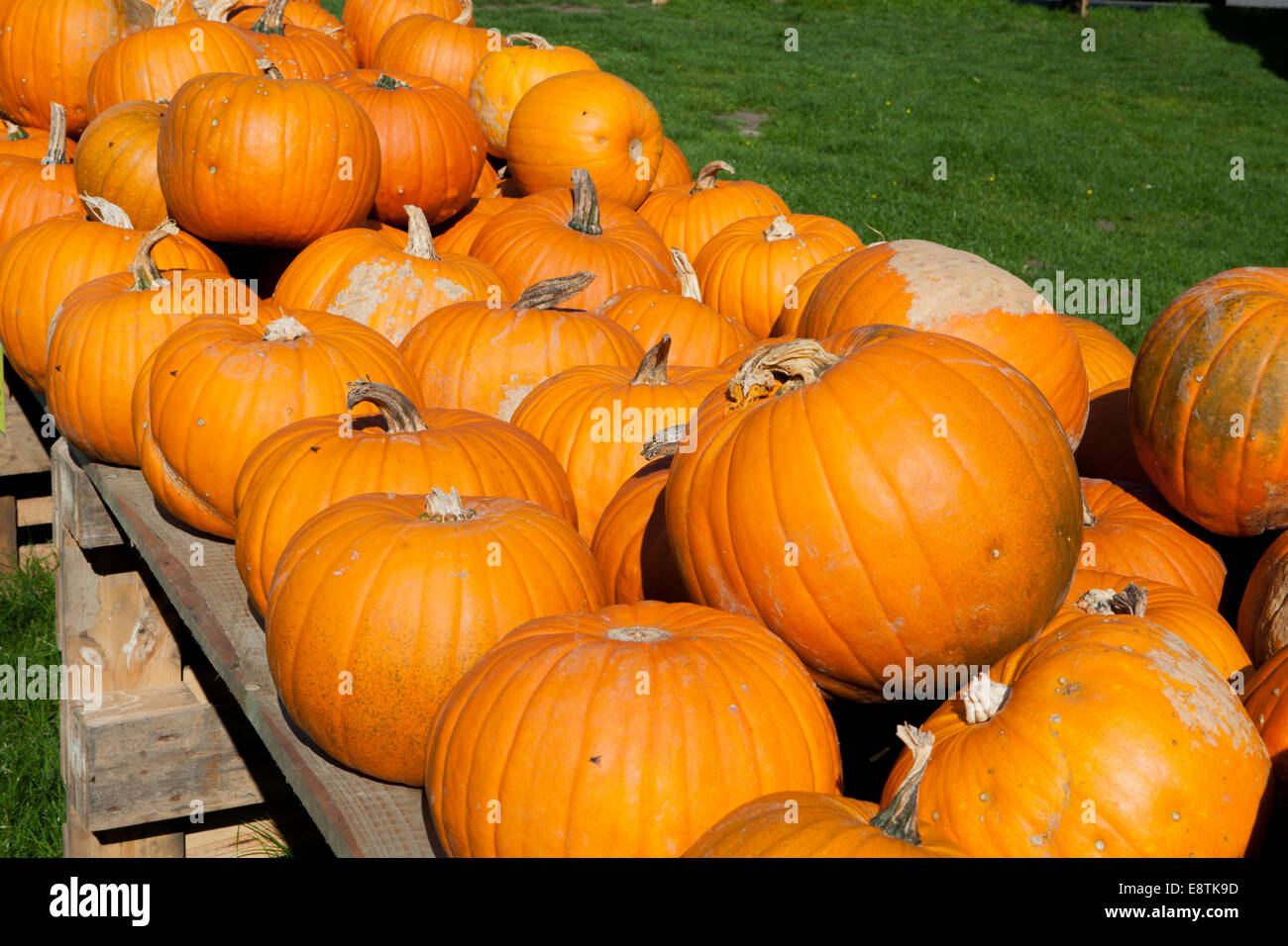 Halloween Pumpkin, (Cucurbita maxima), Stock Photo