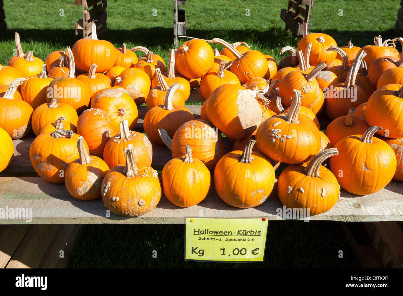 Halloween Pumpkin, (Cucurbita maxima), Stock Photo