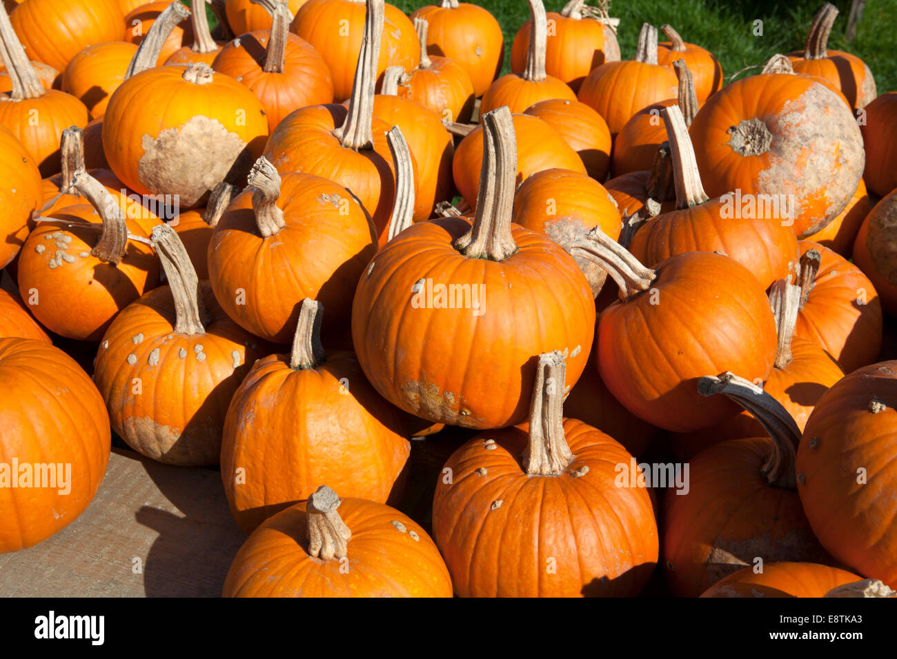 Halloween Pumpkin, (Cucurbita maxima) Stock Photo
