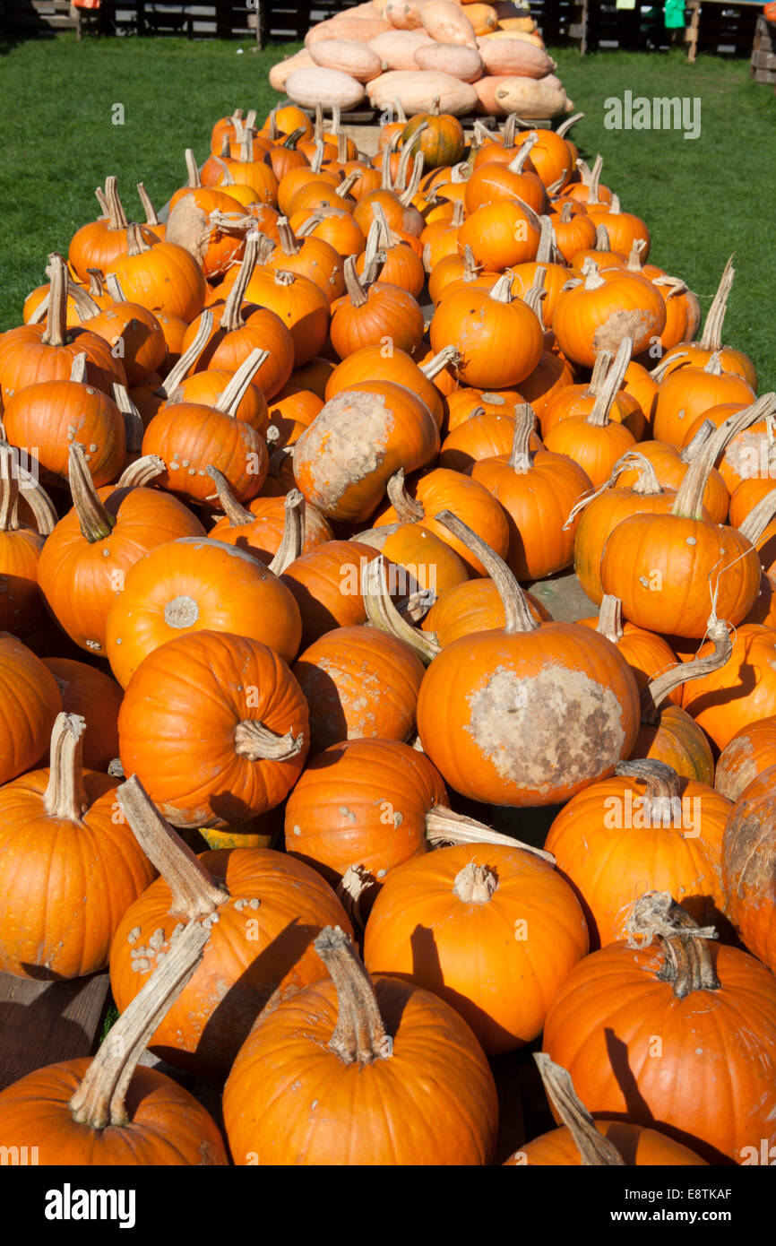 Halloween Pumpkin, (Cucurbita maxima), Stock Photo