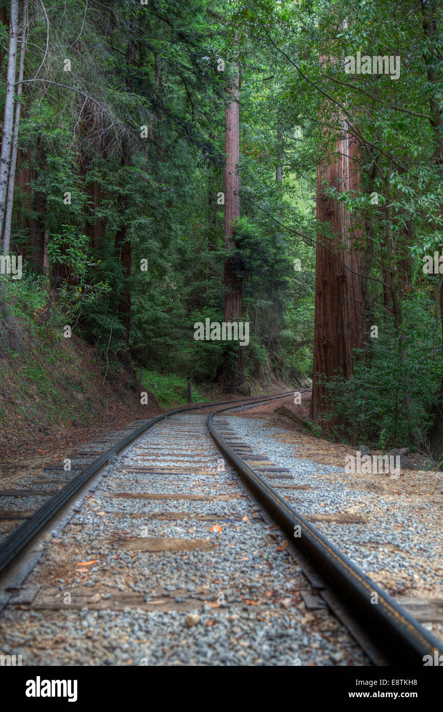 Railroad tracks into the redwood forest. Stock Photo