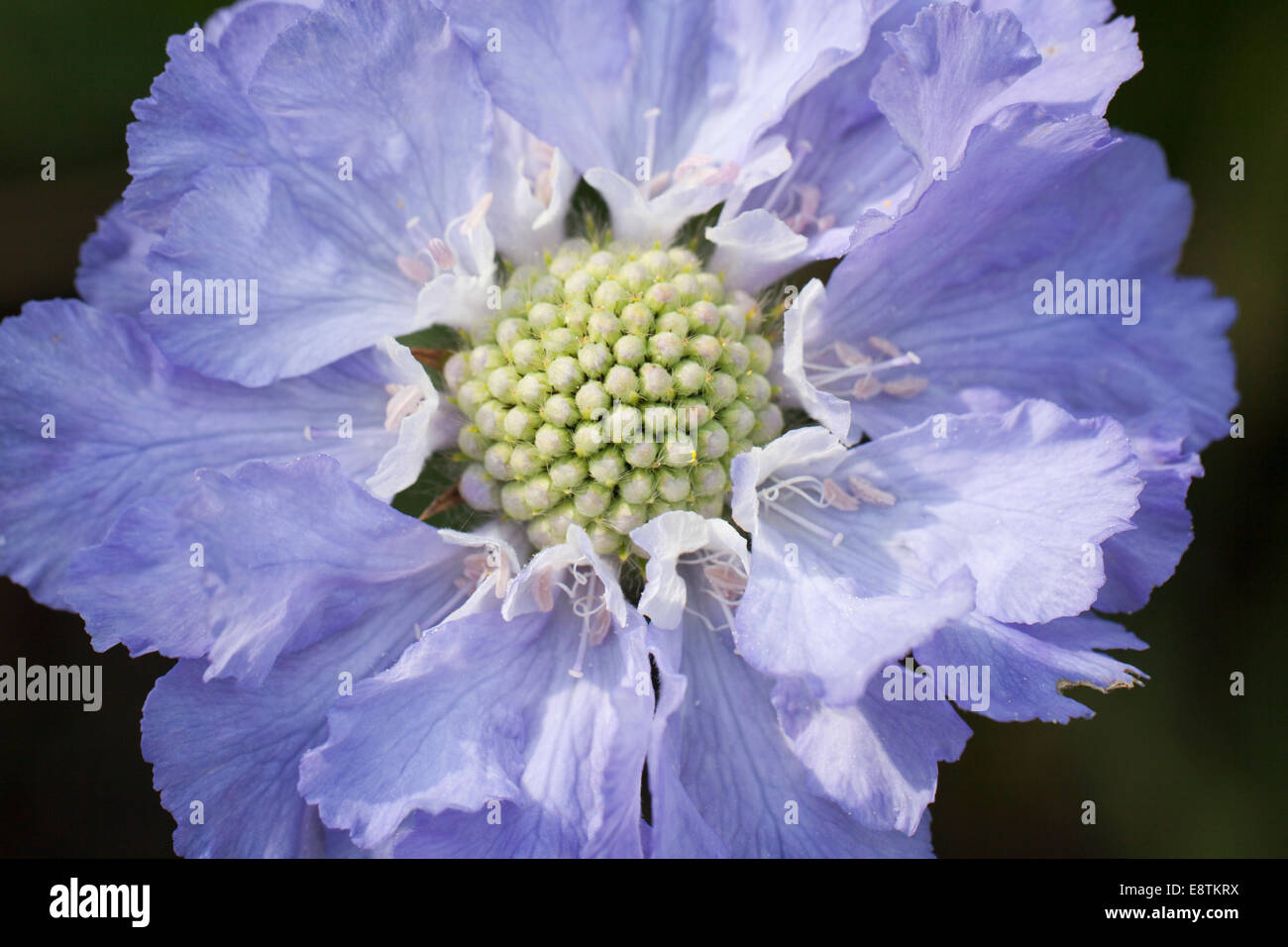 Scabiosa Caucasian pincushion flower close up, UK Stock Photo Alamy