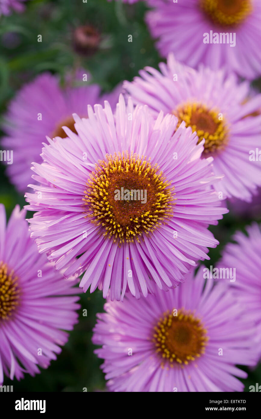 Close up of pink Michaelmas daisies in flower, England, UK Stock Photo