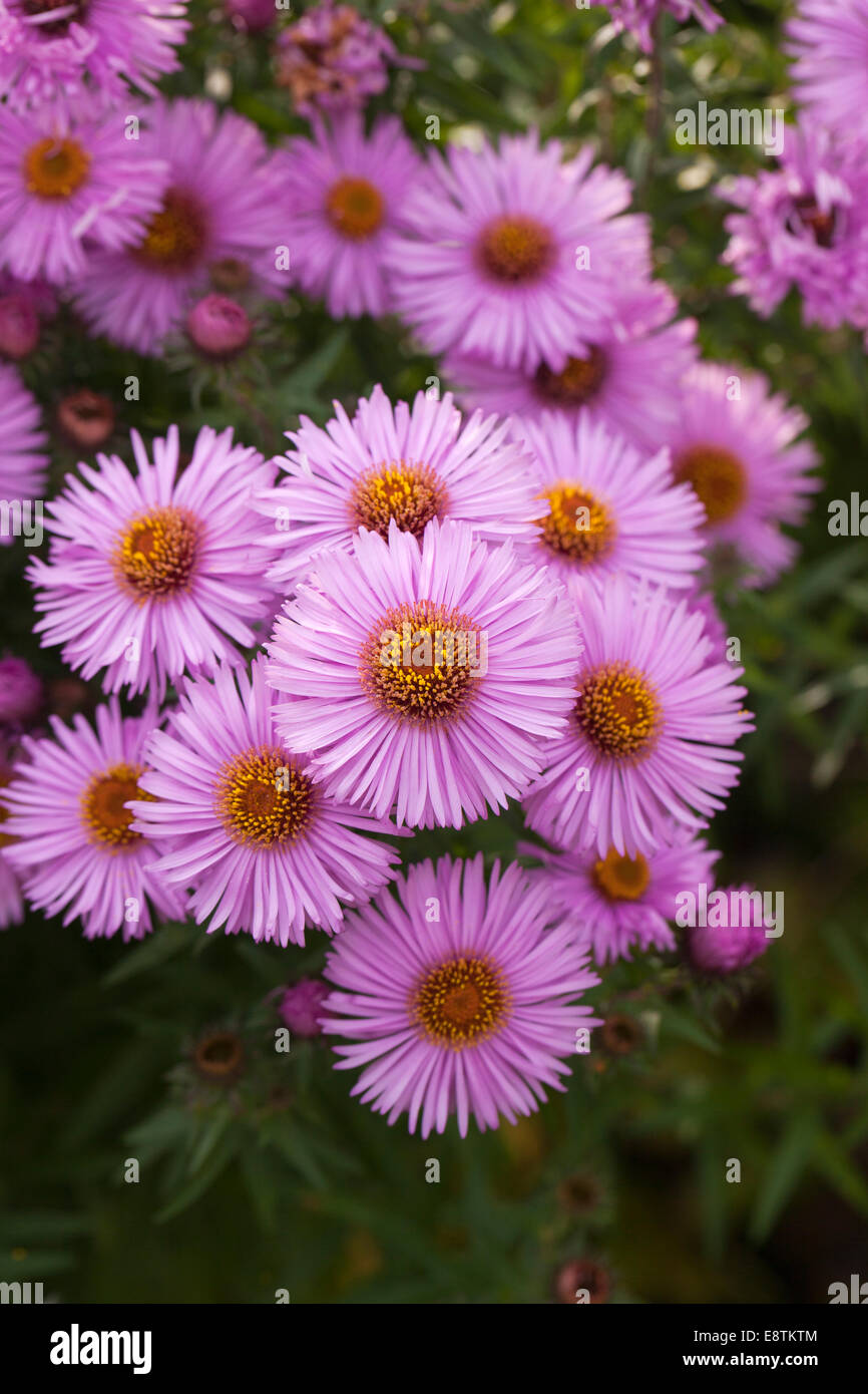 Close up of pink Michaelmas daisies in flower Stock Photo