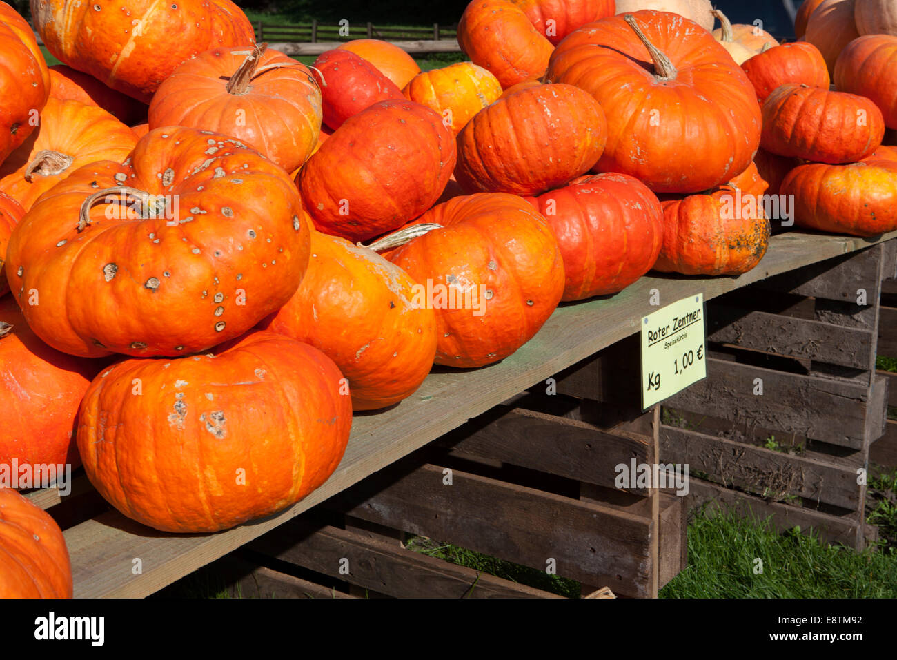 Rouge vif d'Etampes Pumpkin Stock Photo