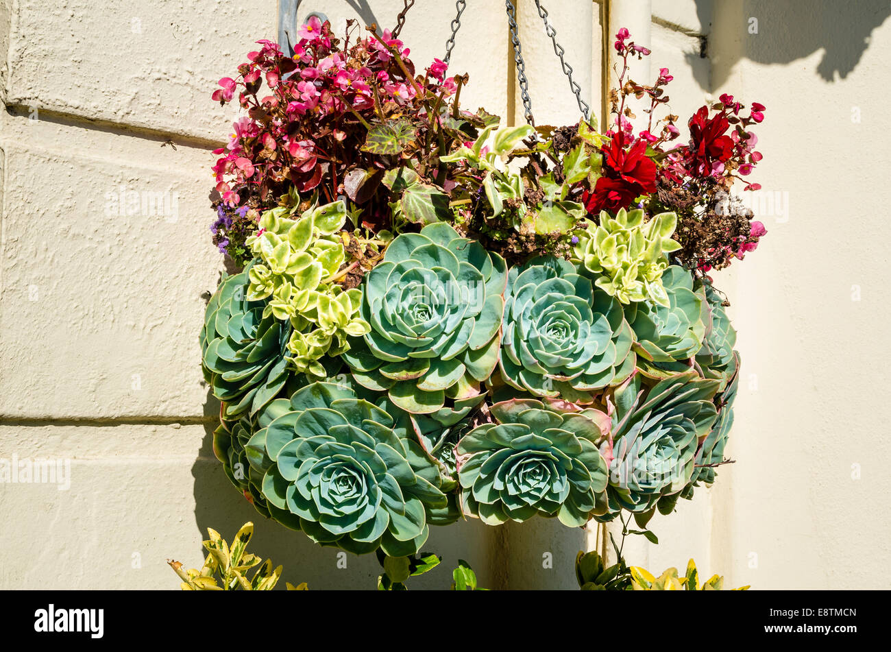 Hanging flower basket with Echeveria planting Stock Photo
