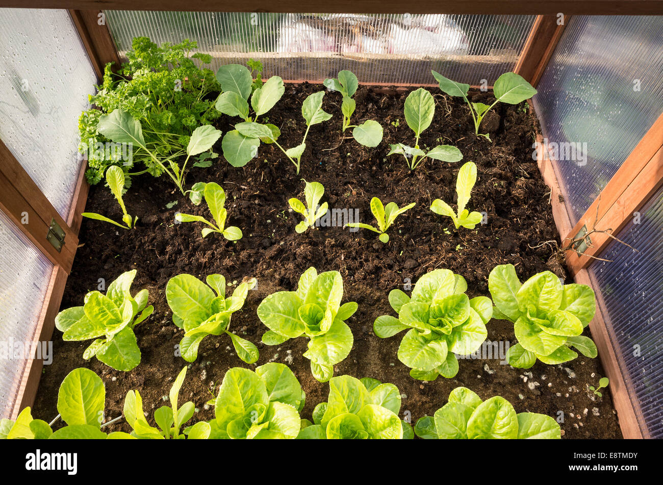 Young lettuce and cabbage plants late growing in a cold frame in September. A way of extending the growing season Stock Photo