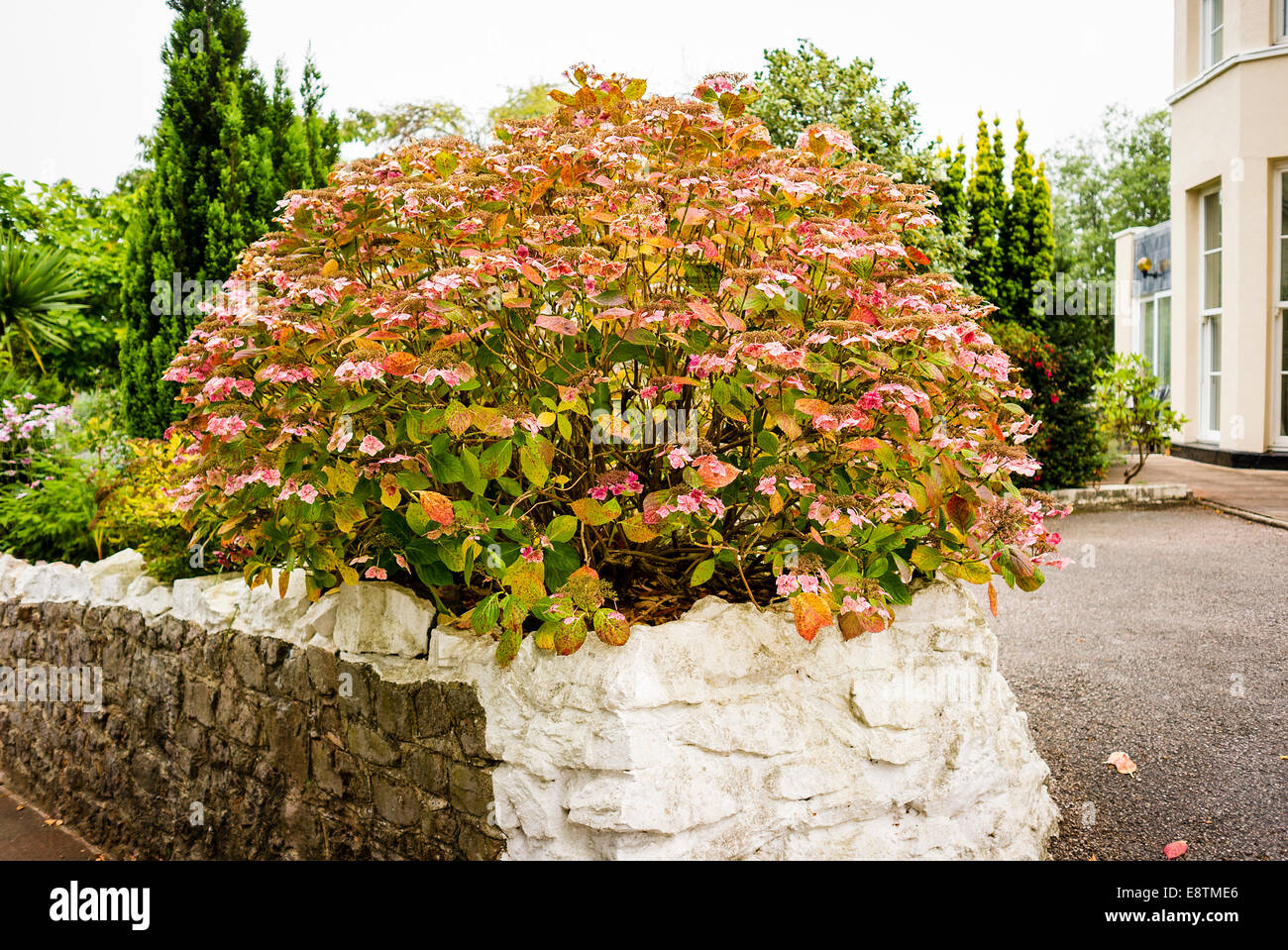 Specimen shrub hires stock photography and images Alamy