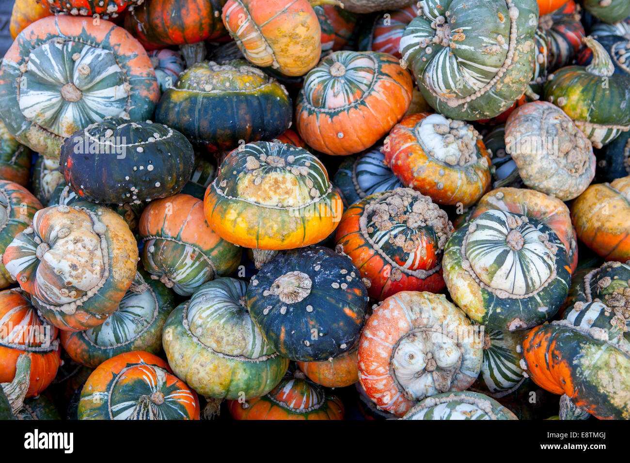Turk's Turban Pumpkin, (Cucurbita maxima) Stock Photo