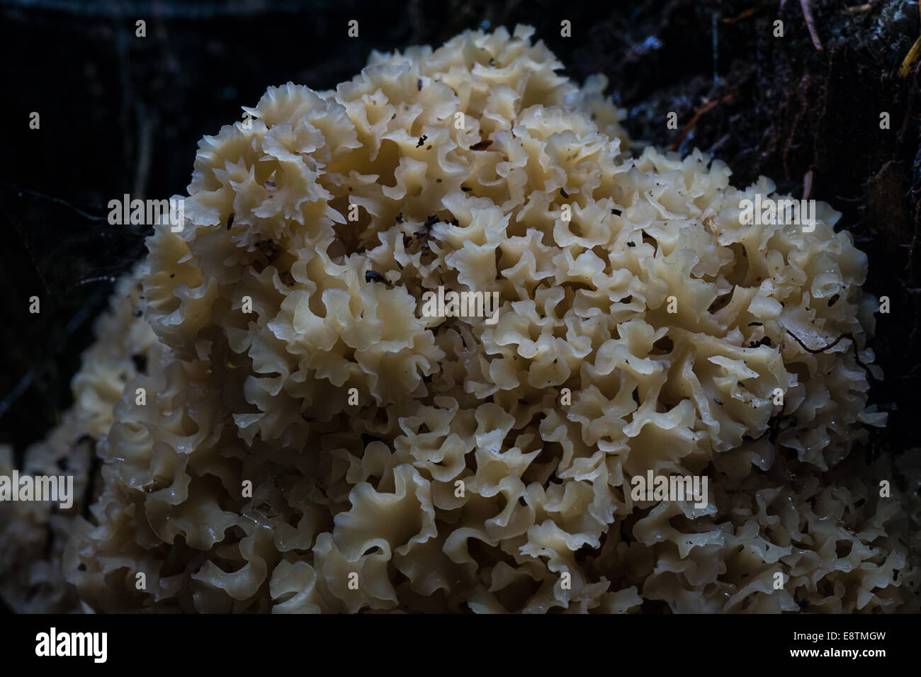 Brain or Cauliflower Fungus Stock Photo