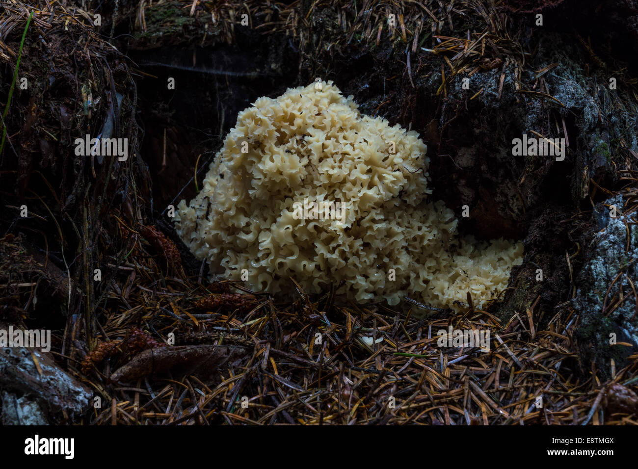 Brain Fungus in Hollow of Tree Stock Photo Alamy
