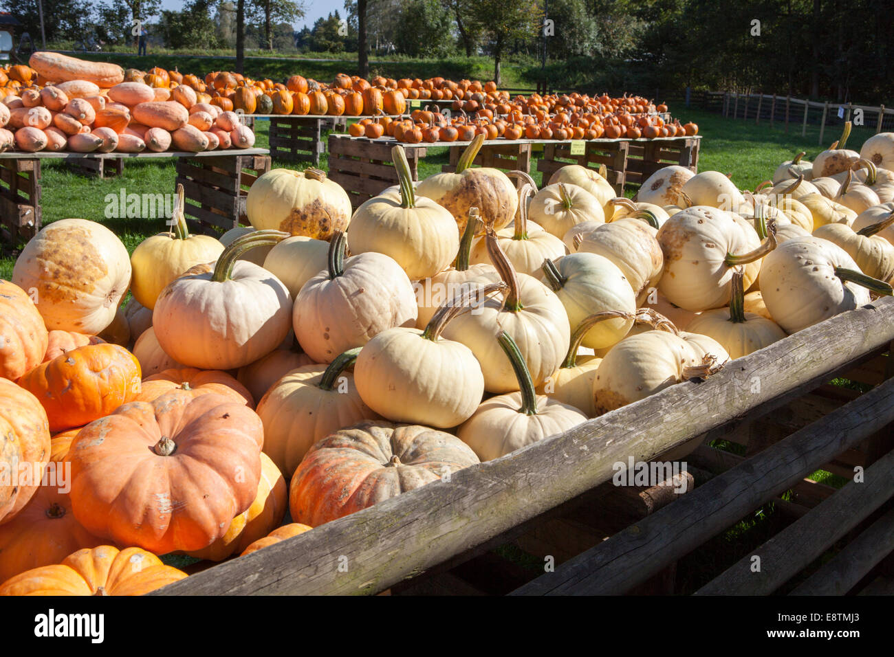 different marrows and squashes, pumpkins, for sale, Germany, Europe, Stock Photo