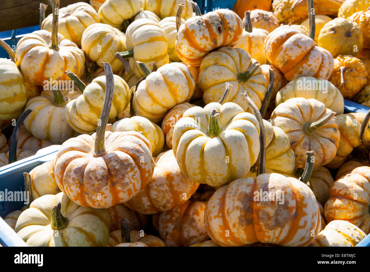 Ornamental gourd variety, Different pumpkins for decoration and cooking, Germany, Europe, Stock Photo
