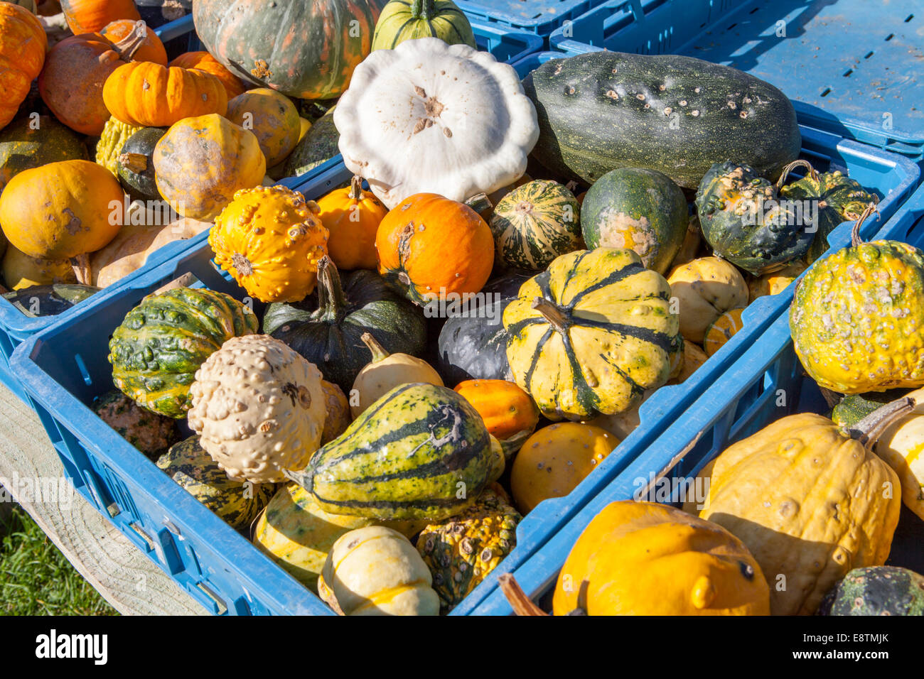 different marrows and squashes, pumpkins, for sale, Germany, Europe Stock Photo