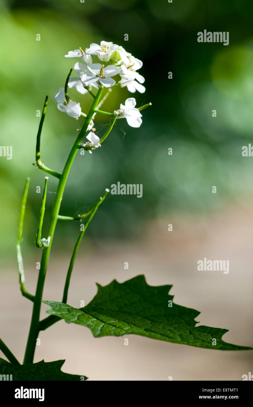 Garlic Mustard showing the flowers, seeds and leaf shape Stock Photo