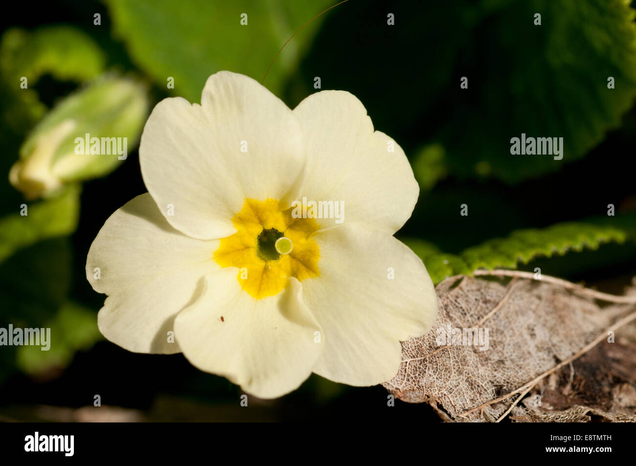 A single Primrose flower taken at Cow Gap, Eastbourne, East Sussex Stock Photo