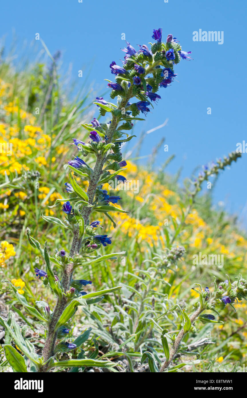 Vipers Bugloss against a blue sky and the bright chalk flora on the cliff tops at Eastbourne,  East Sussex Stock Photo