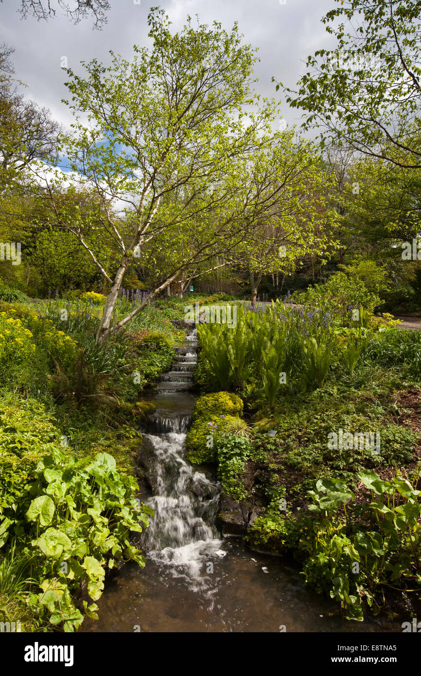 UK, England, Devon, Great Torrington RHS Rosemoor Gardens, cascade Stock Photo
