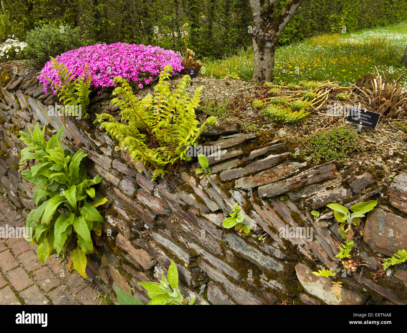 UK, England, Devon, Great Torrington RHS Rosemoor Gardens, kitchen garden wall Stock Photo