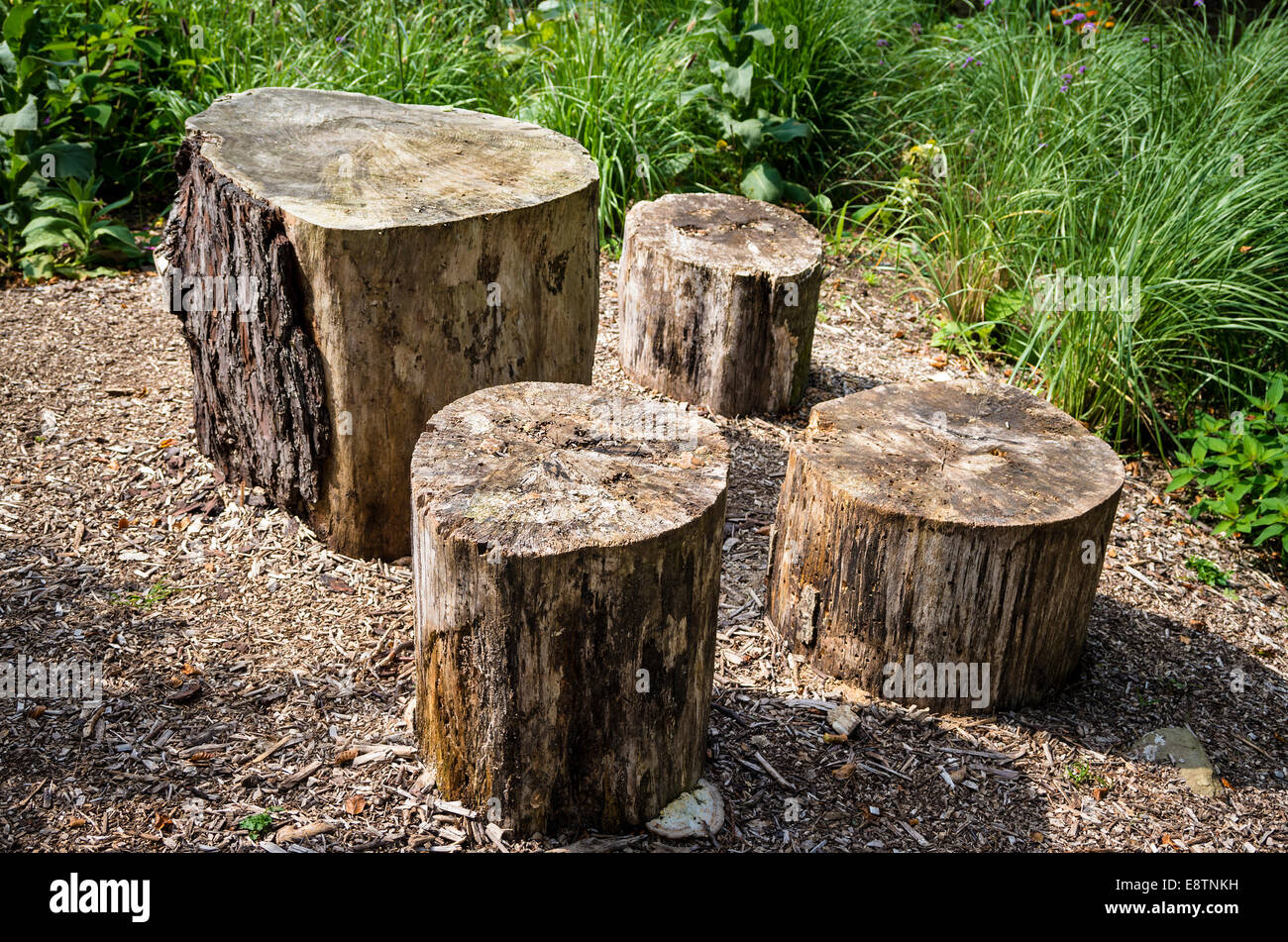 Four sections of tree trunks used as woodland stools Stock Photo
