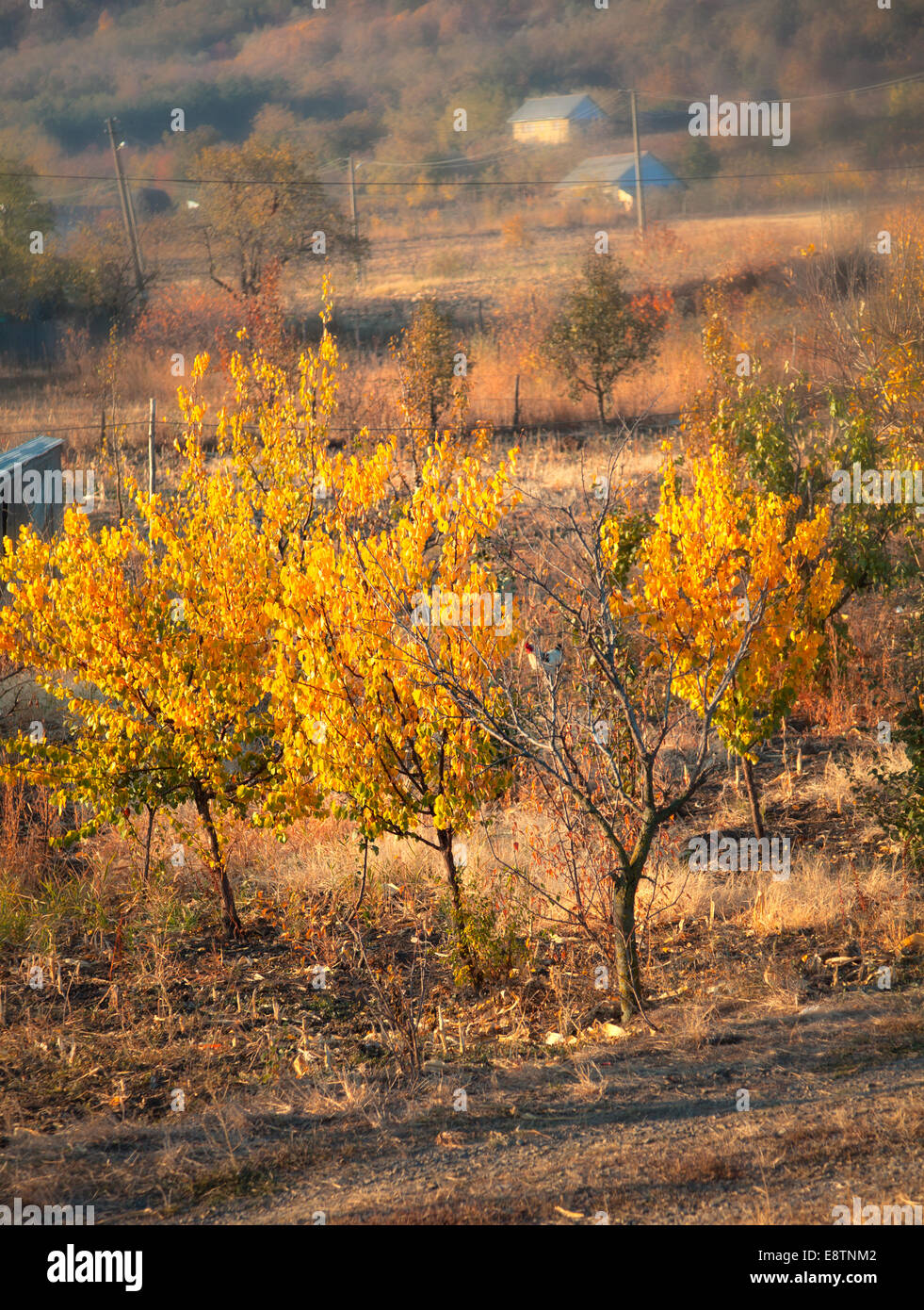 Trees rural countryside hi-res stock photography and images - Alamy