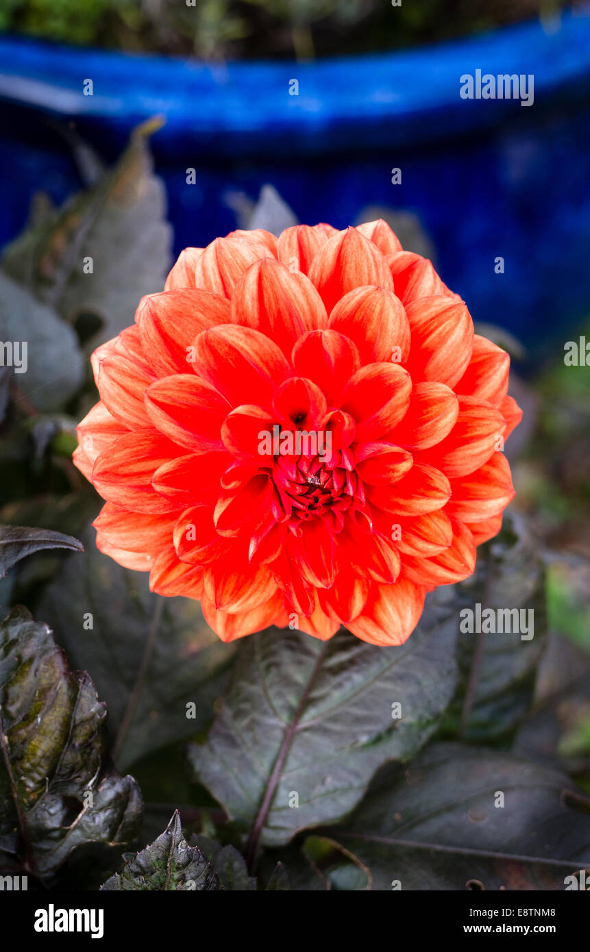 Dahlia Helen Houston in flower in autumn Stock Photo
