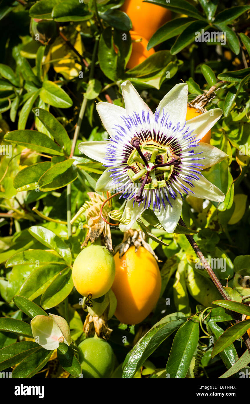 Passion fruit plant hires stock photography and images Alamy