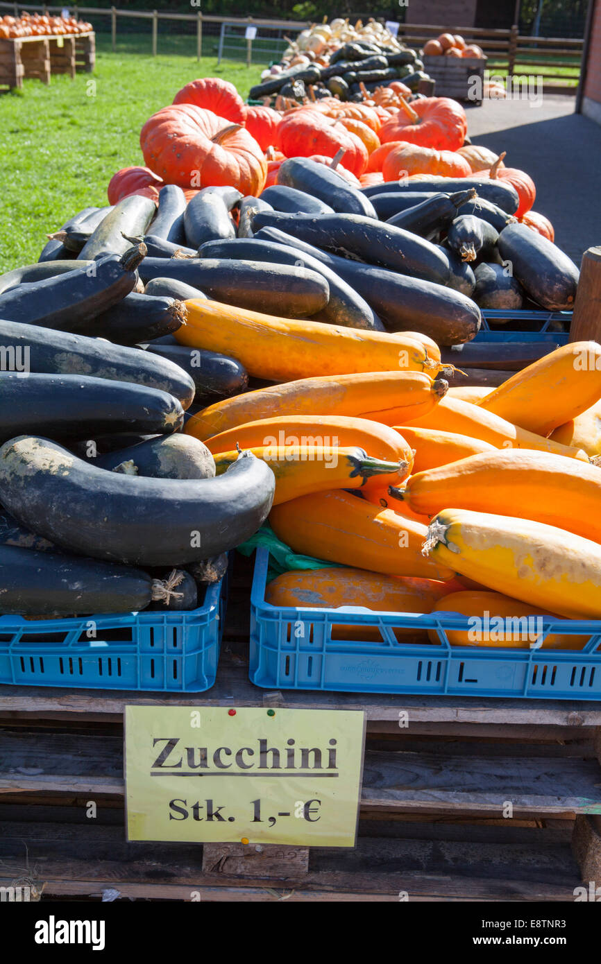 Zucchini, (Cucurbita pepo) Stock Photo