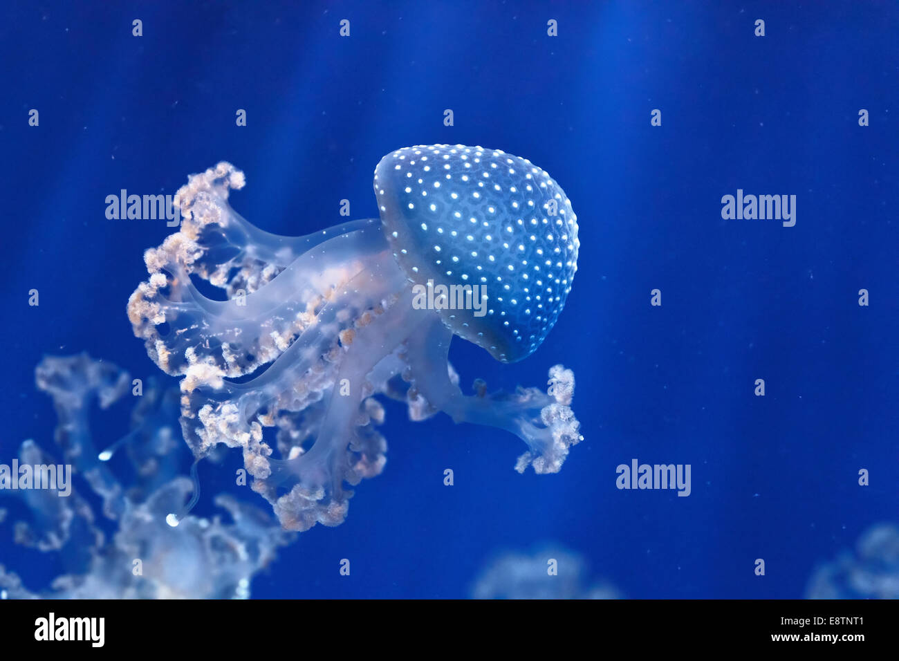 phyllorhiza punctata jellyfish floats in deep blue water Stock Photo