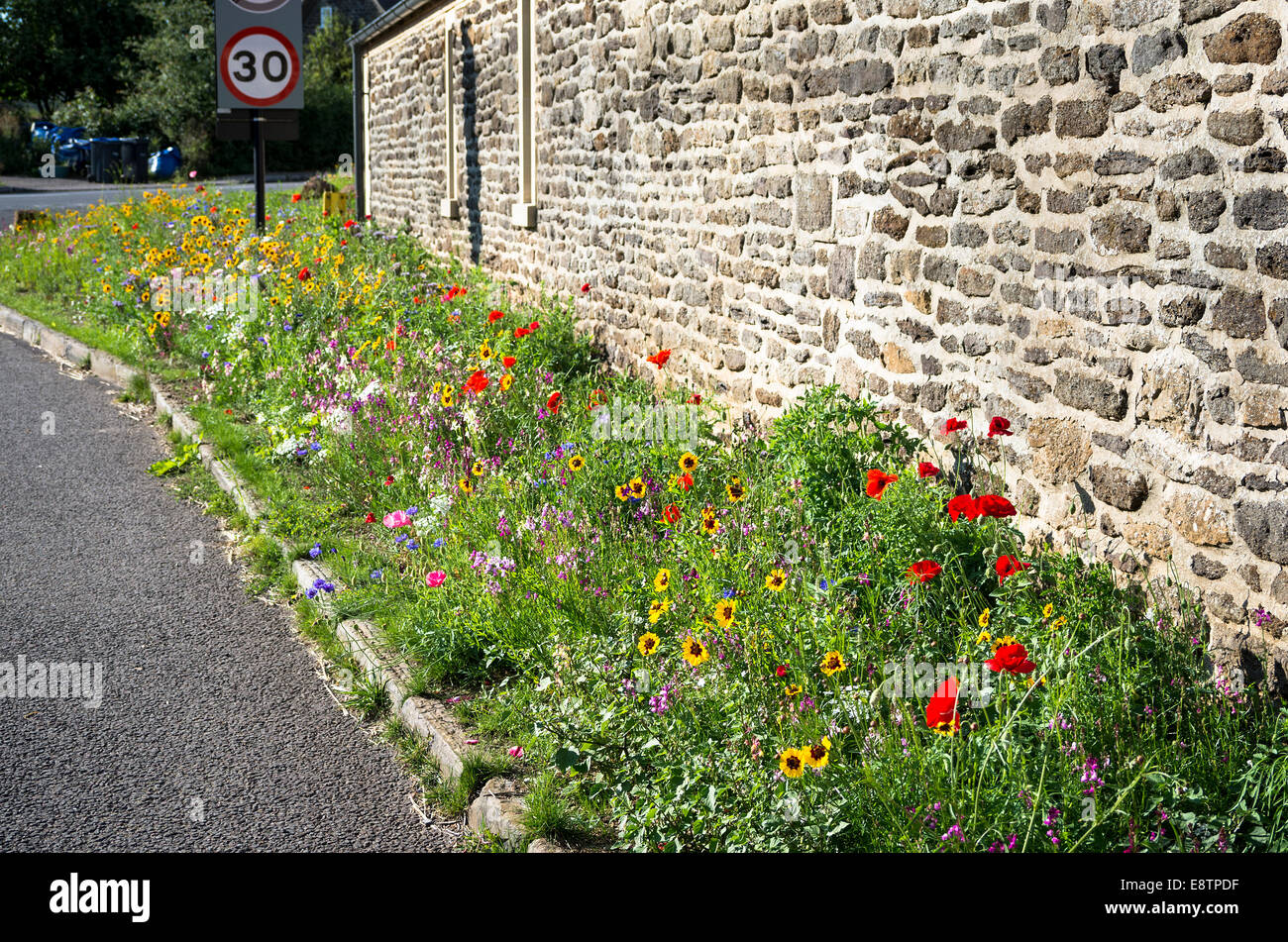 Roadside wild flower garden in an English village Stock Photo Alamy