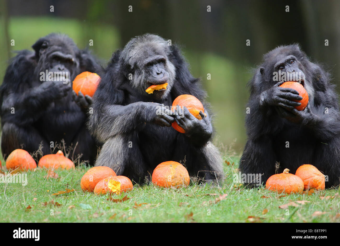 Arnhem, Netherlands. 14th October, 2014. ARNHEM - A happy family dinner. A special autumn surprise for the chimpanzees at Burgers' Zoo in the Dutch city Arnhem Tuesday 14-10-2014. Because the autumn holidays, the animals got a real family dinner with exclusive pumpkins. Because it is not a regular surprise everyday, the apes allowed themselves to taste the delicacy extra sapor. Pumpkins are only available in the fall and were serve by the caretakers as enrichment of the daily well-balanced meals. Credit:  dpa picture alliance/Alamy Live News Stock Photo